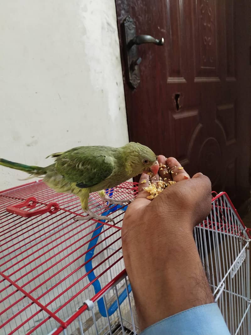 green ringneck 3