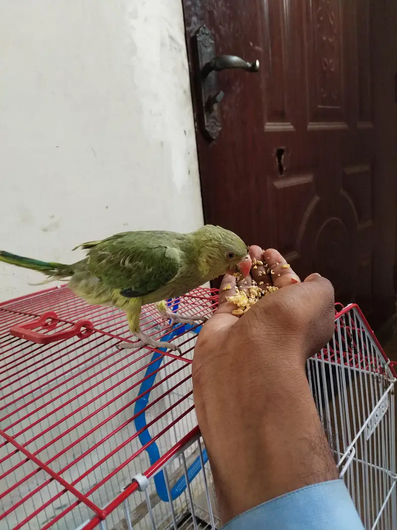 green ringneck — photo 4