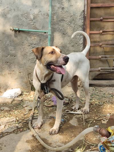 Bullygultair mix bread age 16 months sale or exchange
