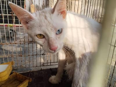 Rare cat for sale