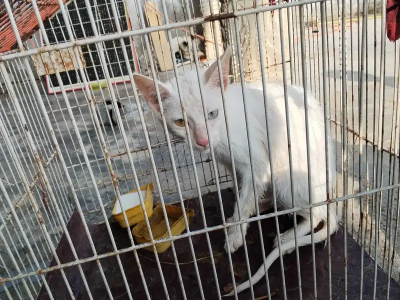 Rare cat for sale — photo 2