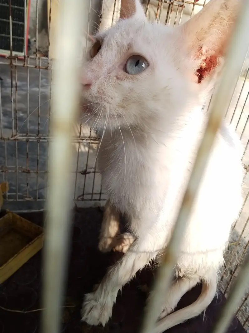Rare cat for sale — photo 3