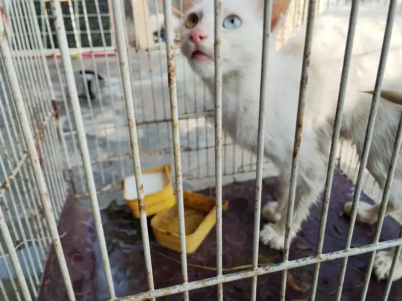 Rare cat for sale — photo 4