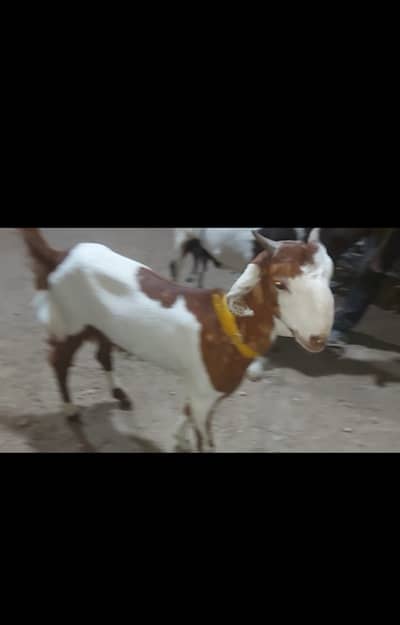 Top quality Home-Bred Goats are available for sale |