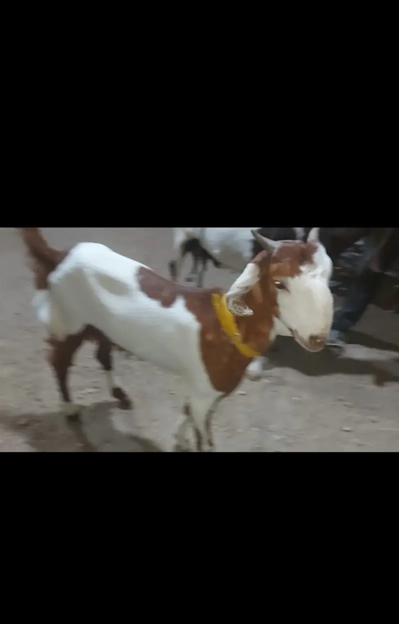 Top quality Home-Bred Goats are available for sale |
