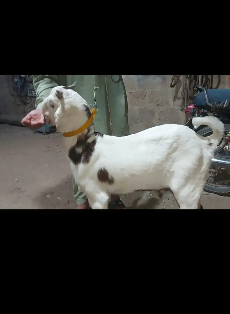 Top quality Home-Bred Goats are available for sale | — photo 2