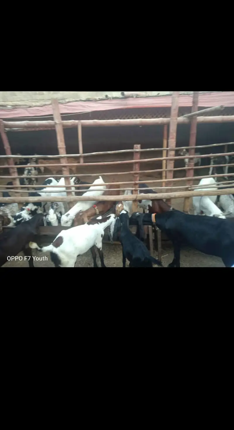 Top quality Home-Bred Goats are available for sale | — photo 3