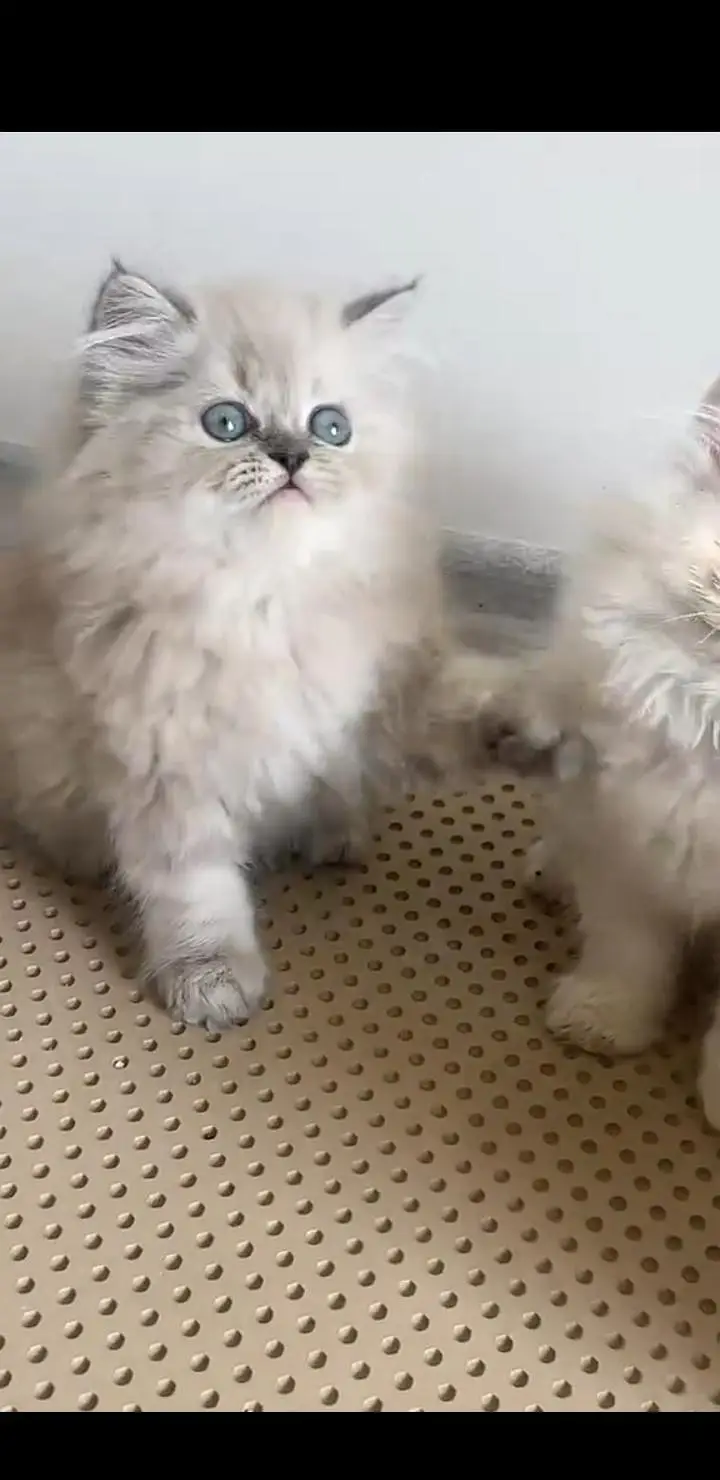 Quality Persian Punch face cat & kittens 03230930380 WhatsApp — photo 2