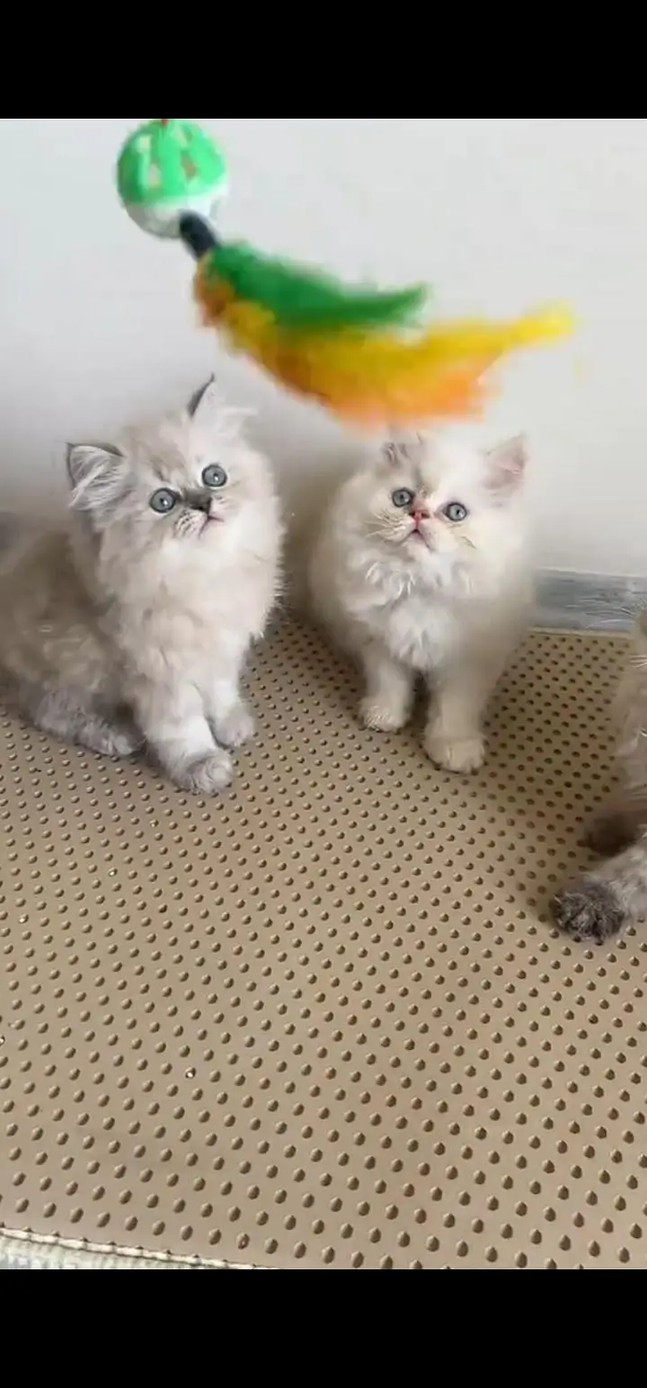 Quality Persian Punch face cat & kittens 03230930380 WhatsApp — photo 3