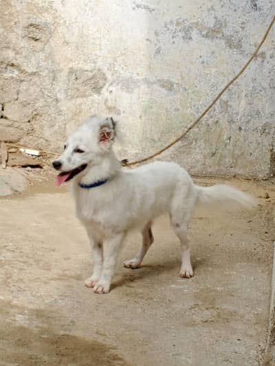 0 size Russian female available