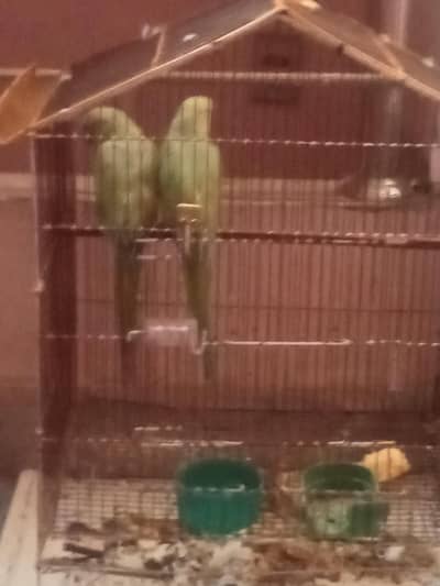 pair of 