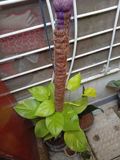 indoor plants/home decoration real plants