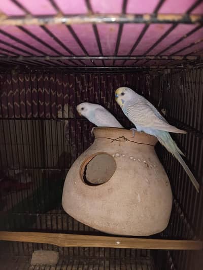spangle budgies pair
