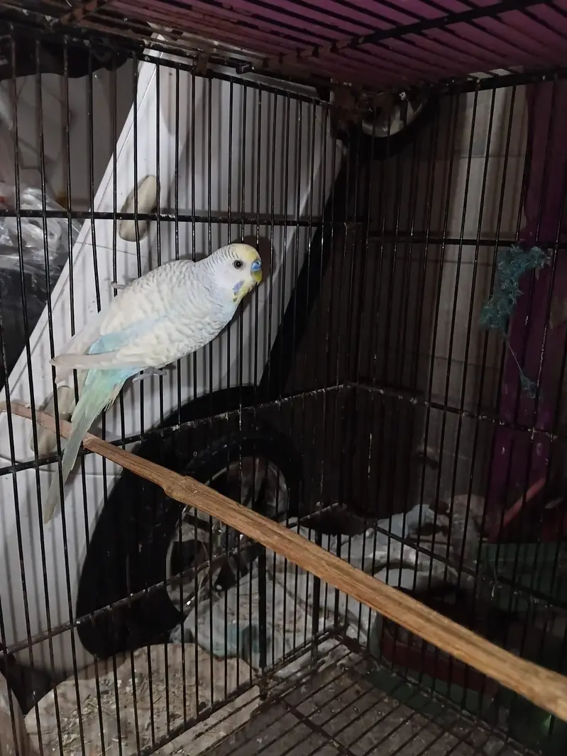 spangle budgies pair — photo 2