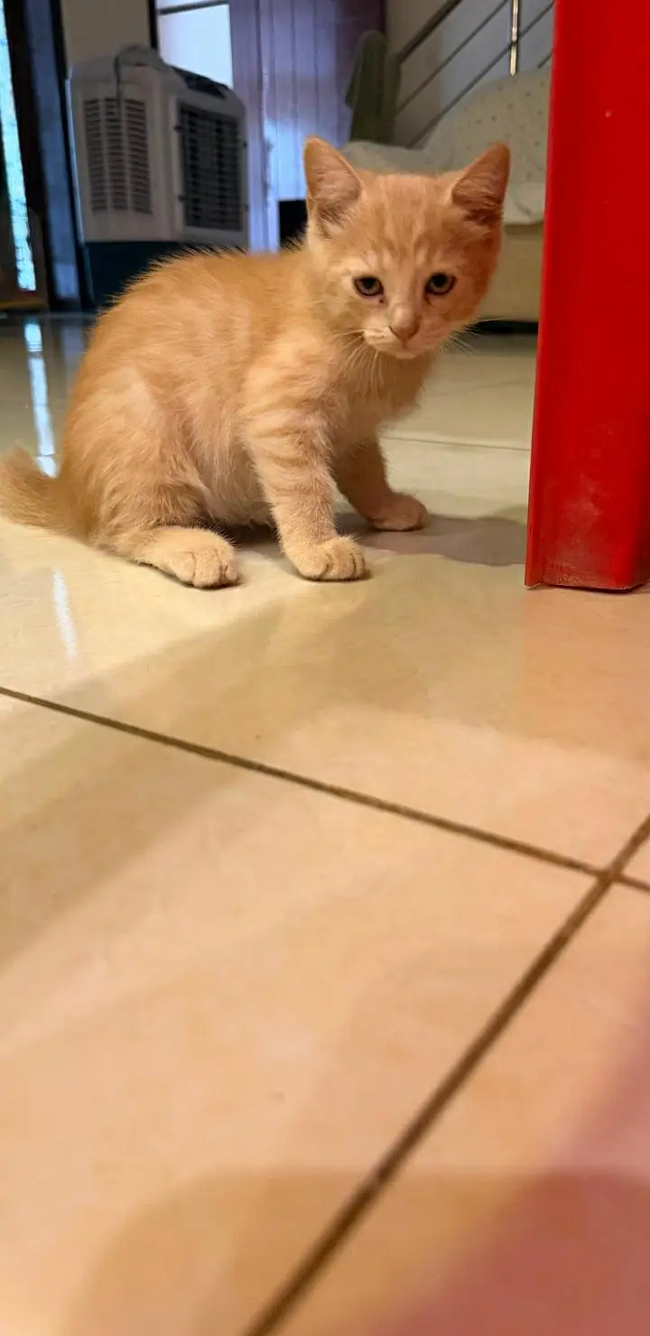 female cat with 2 kitten 9 weeks old — photo 4