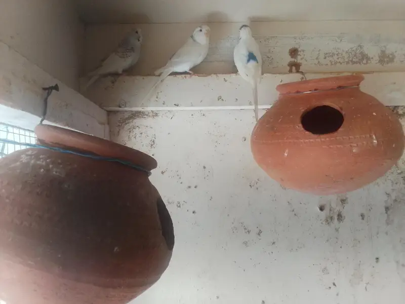 Parrot Wooden Box with Parrot — photo 2