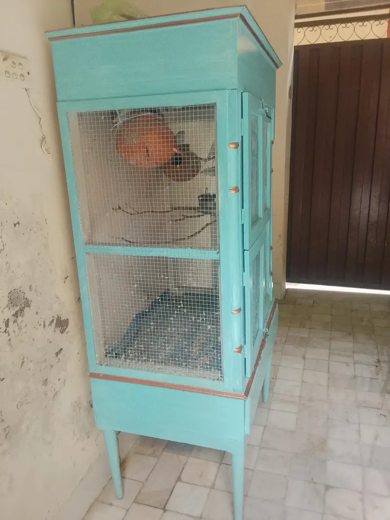 Parrot Wooden Box with Parrot — photo 5