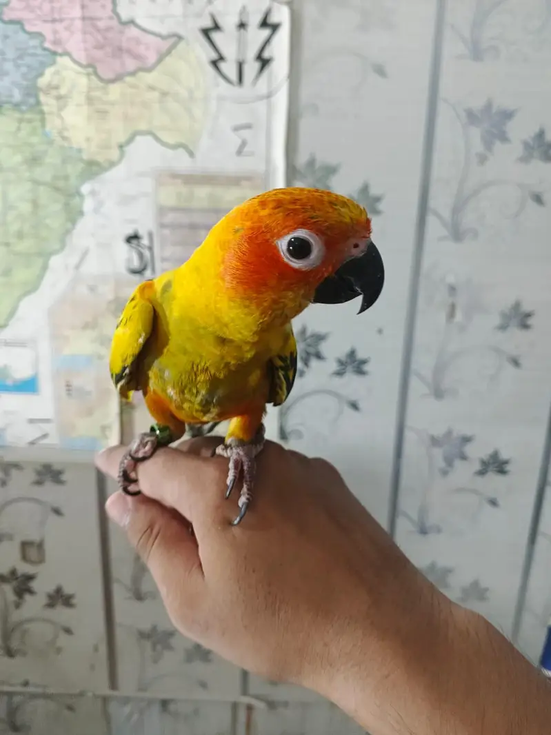sunconure 1.5 say 2 sal ka — photo 2