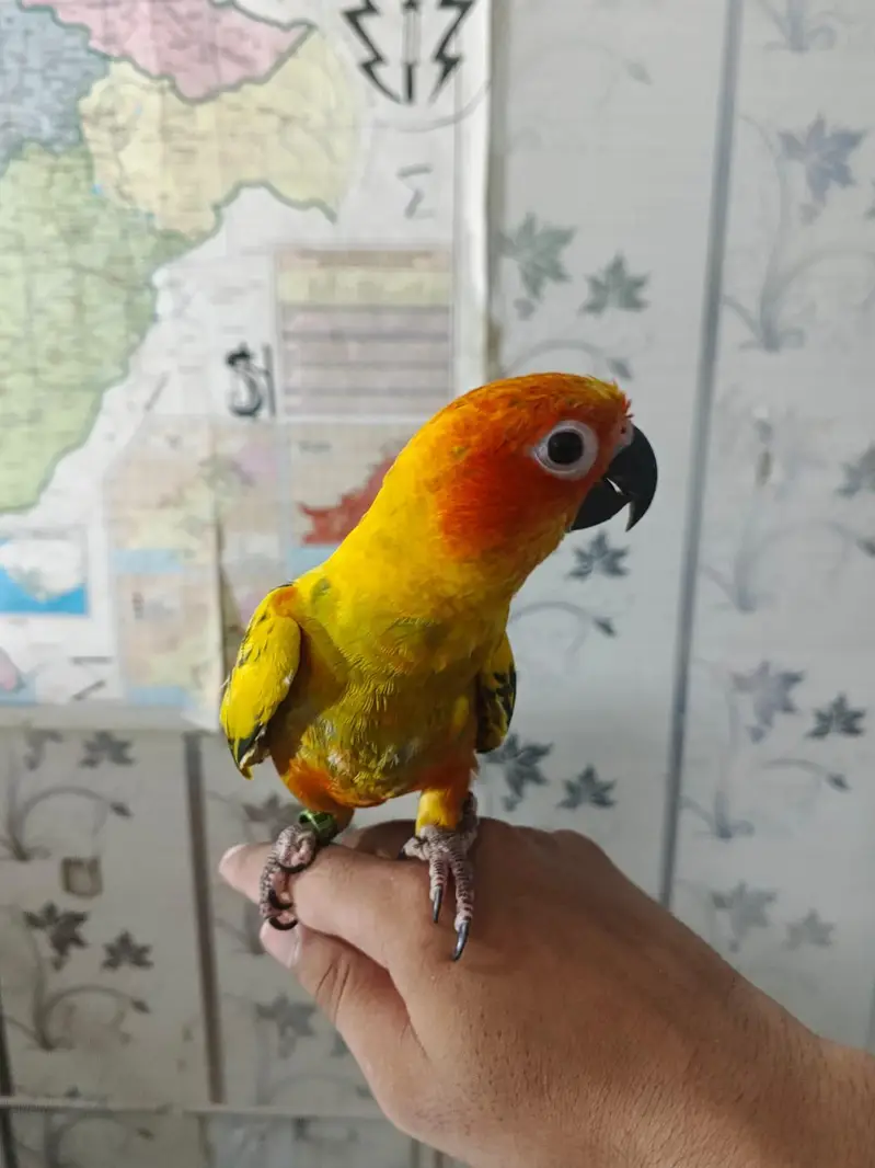 sunconure 1.5 say 2 sal ka — photo 3