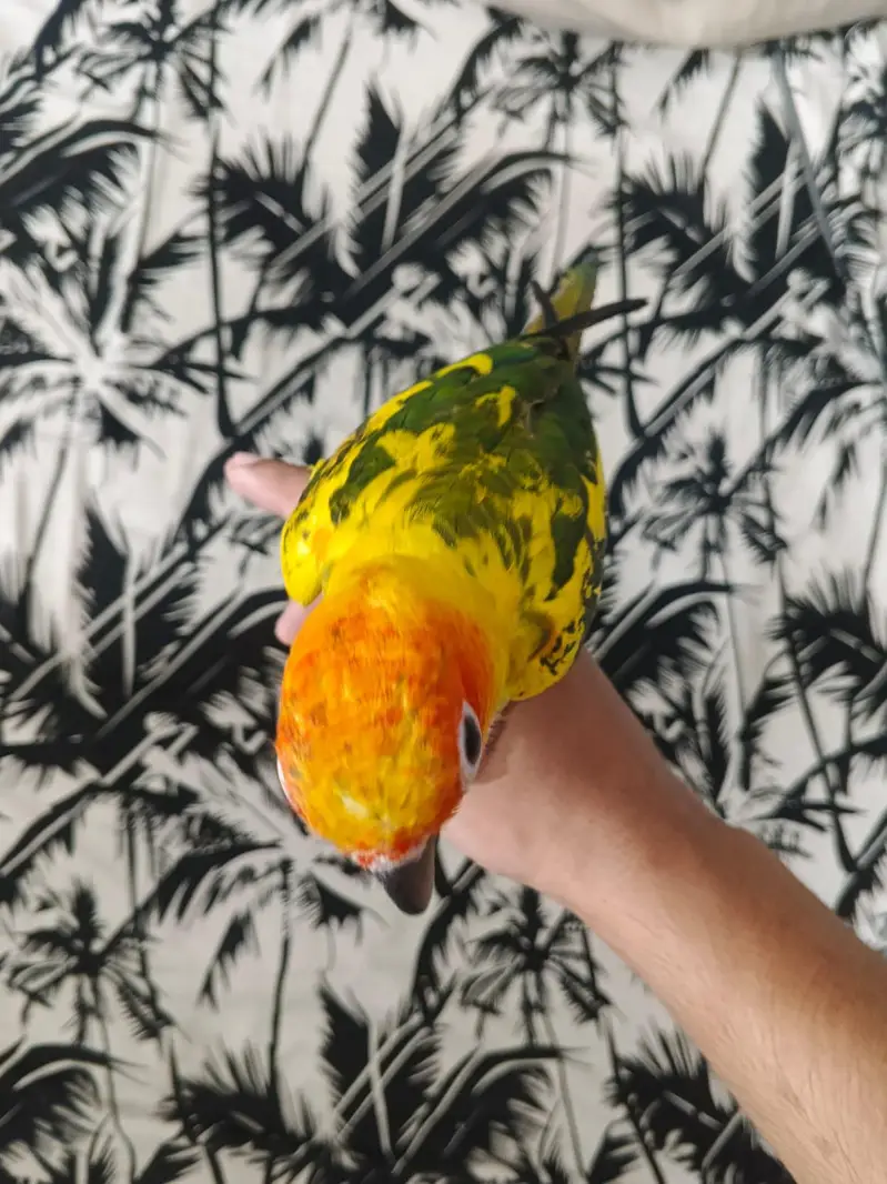 sunconure 1.5 say 2 sal ka — photo 4
