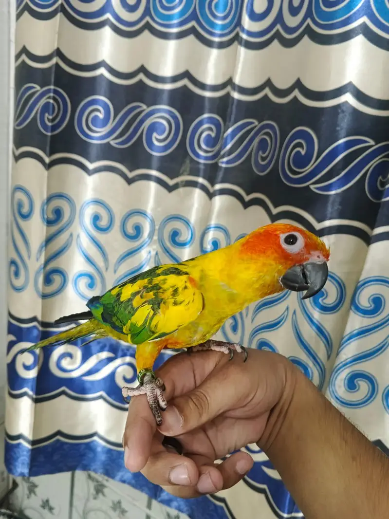 sunconure 1.5 say 2 sal ka — photo 5