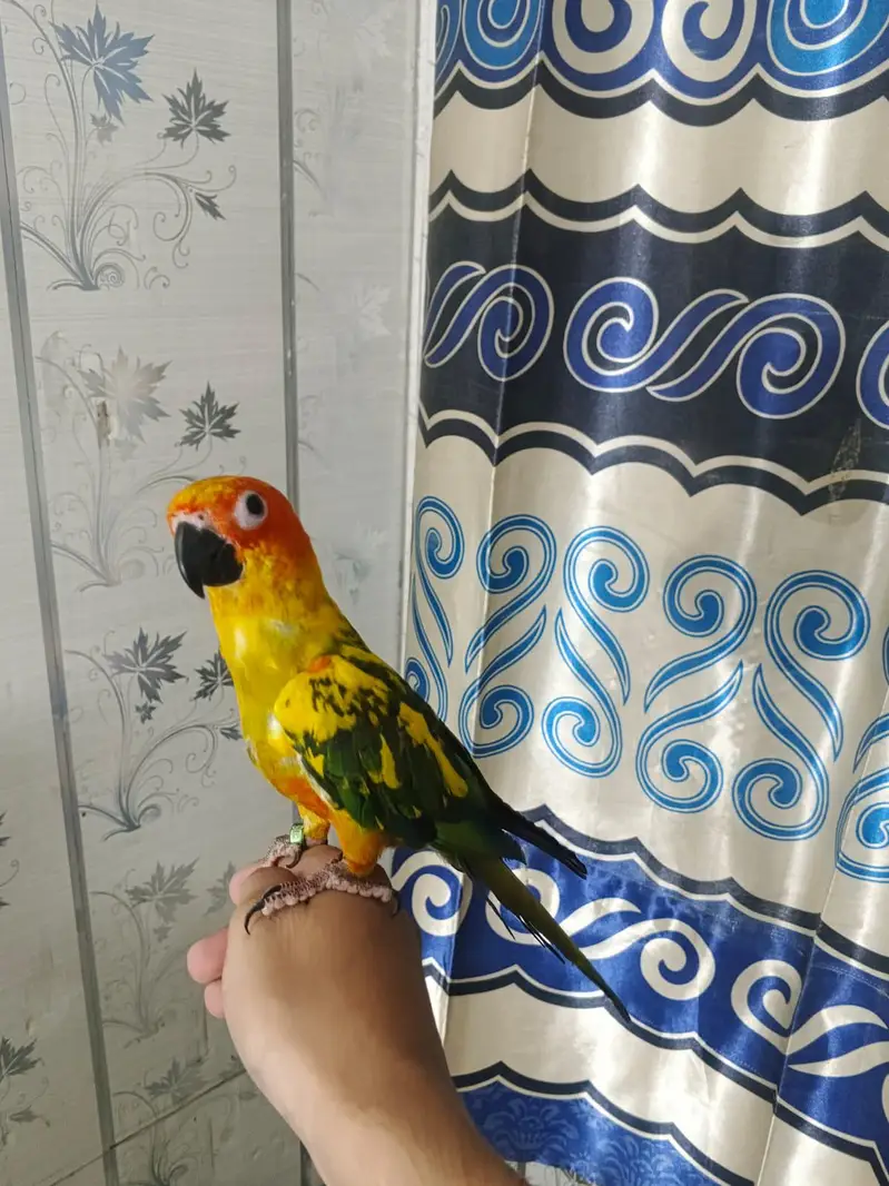 sunconure 1.5 say 2 sal ka — photo 6