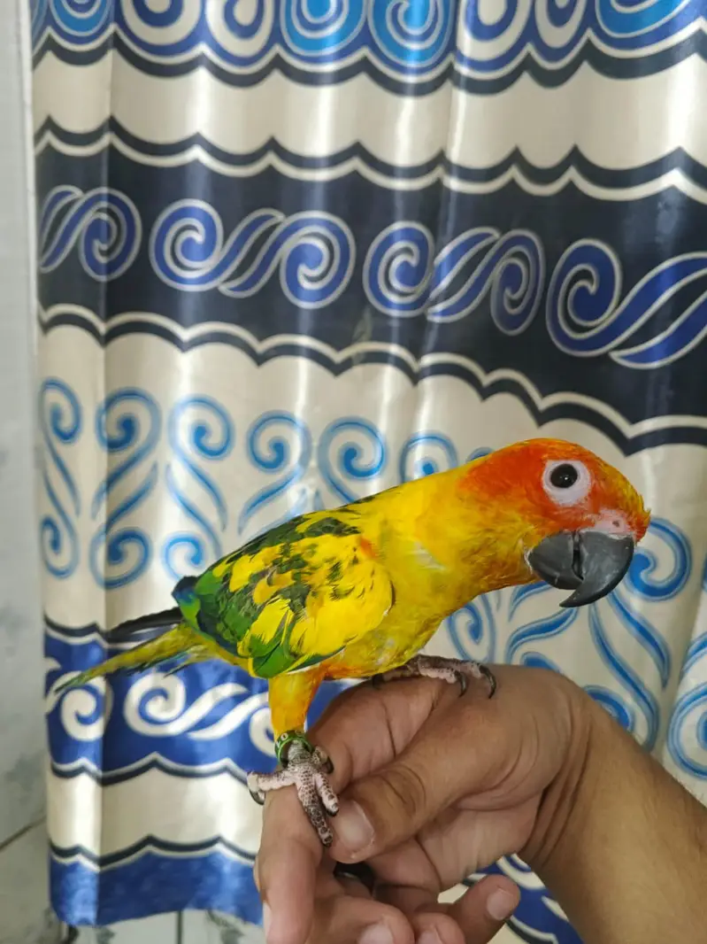 sunconure 1.5 say 2 sal ka — photo 7