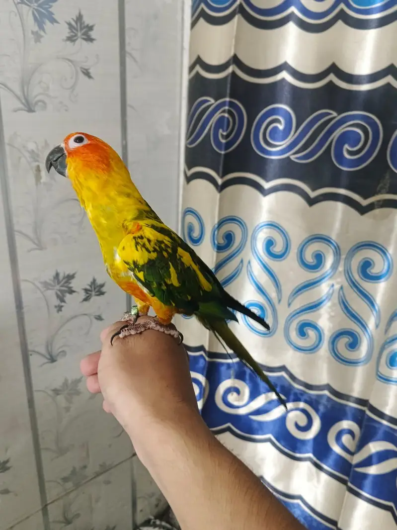 sunconure 1.5 say 2 sal ka — photo 8