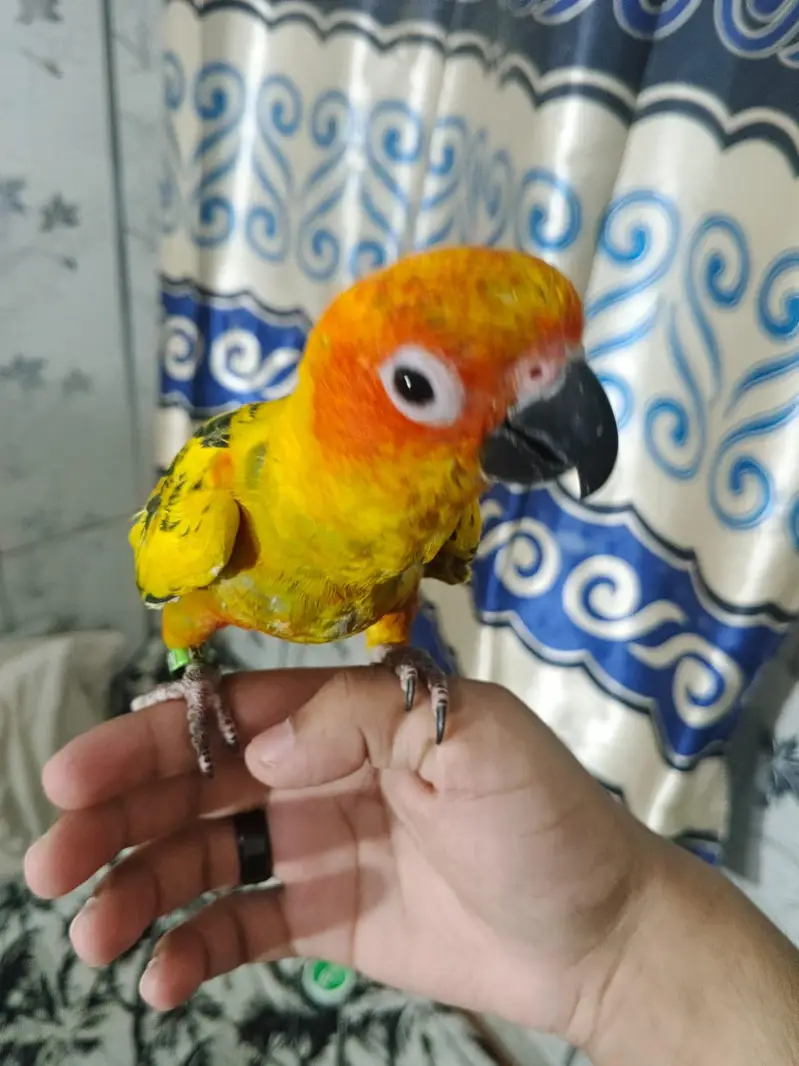 sunconure 1.5 say 2 sal ka — photo 9