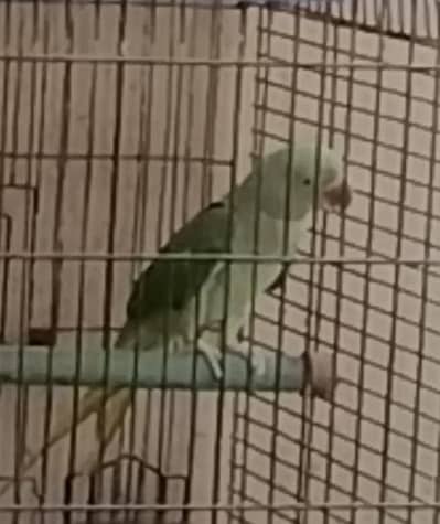 full talking parrot