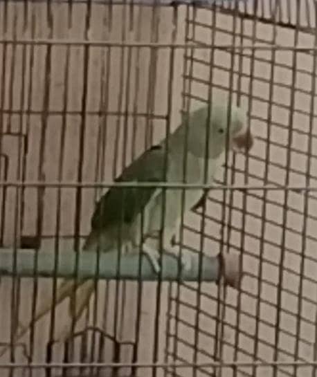 full talking parrot 0