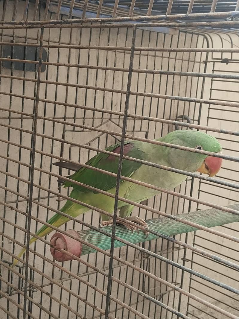 full talking parrot 1