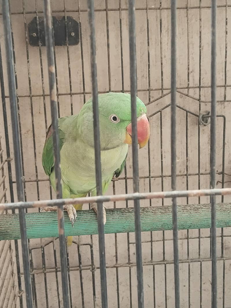 full talking parrot 2