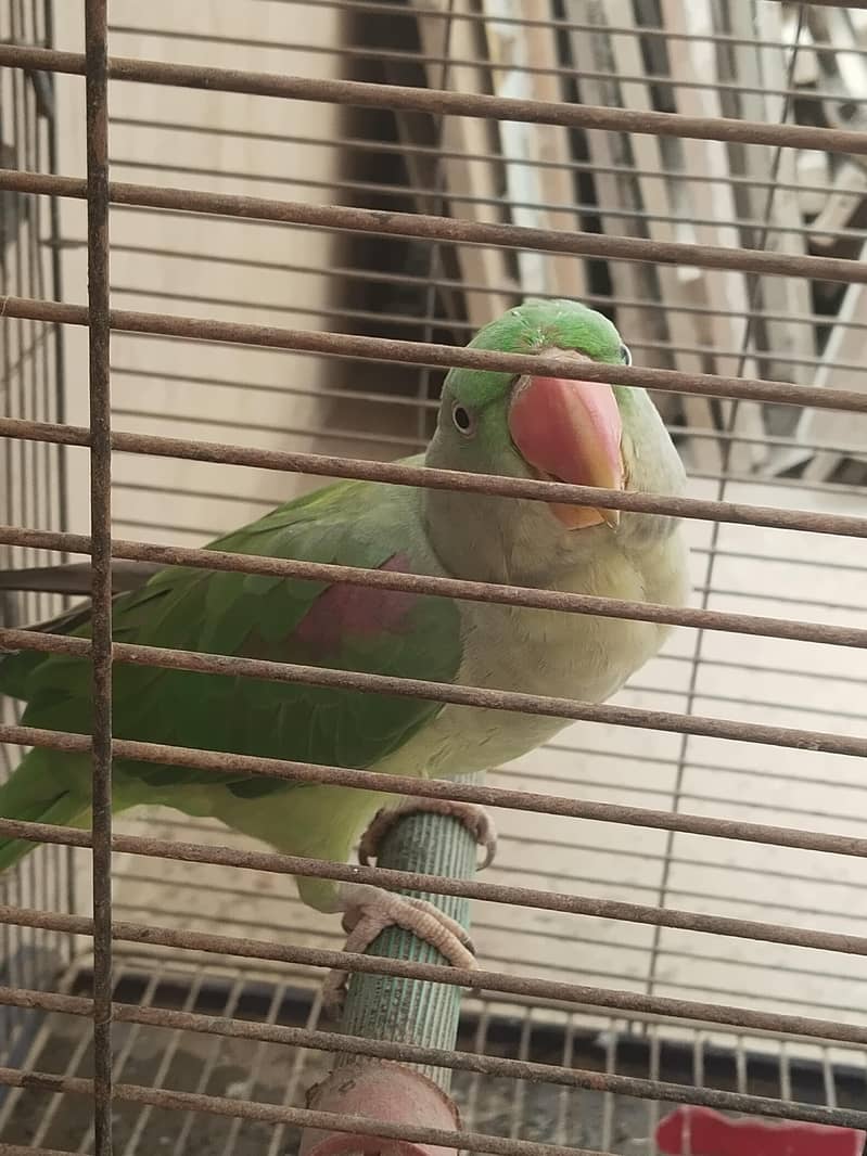 full talking parrot 3