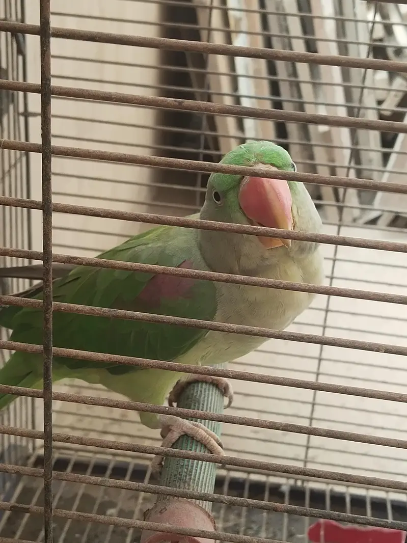 full talking parrot — photo 4
