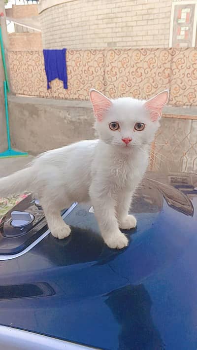 Persian kitten for sale