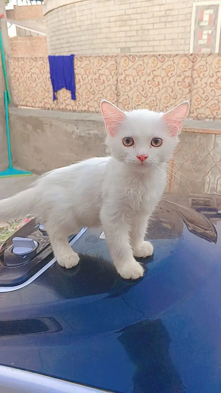 Persian kitten for sale