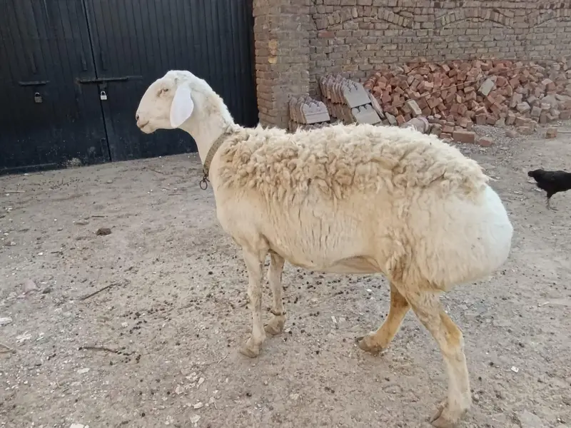 Talakang Dumby gaban | Sheep | Dumbi | Goat For sale — photo 2