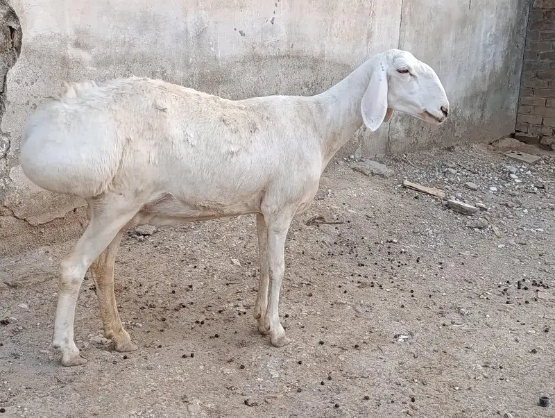 Talakang Dumby gaban | Sheep | Dumbi | Goat For sale — photo 3