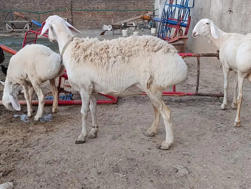 Talakang Dumby gaban | Sheep | Dumbi | Goat For sale — photo 4