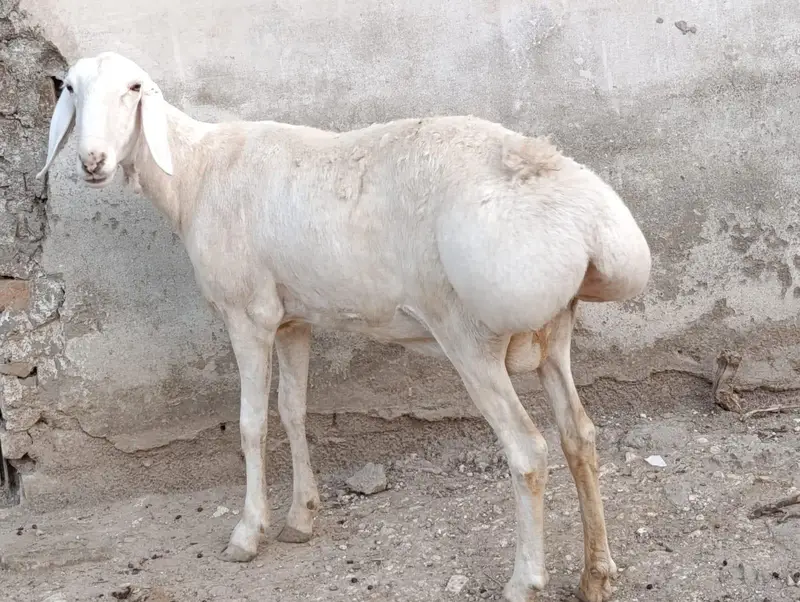 Talakang Dumby gaban | Sheep | Dumbi | Goat For sale — photo 5