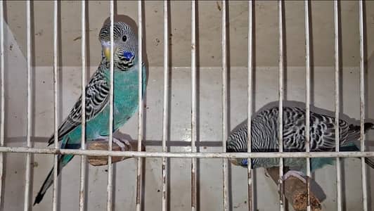 blacke face hogo mising patel and black face ready to breed pair