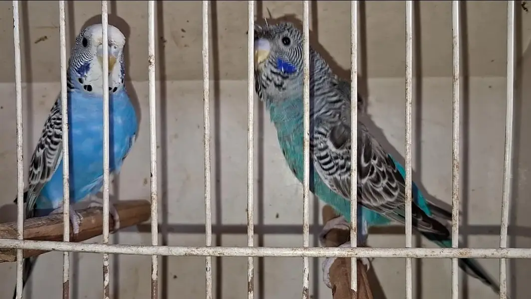 blacke face hogo mising patel and black face ready to breed pair — photo 2