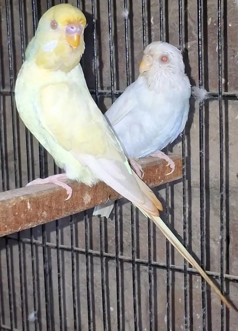 blacke face hogo mising patel and black face ready to breed pair — photo 4