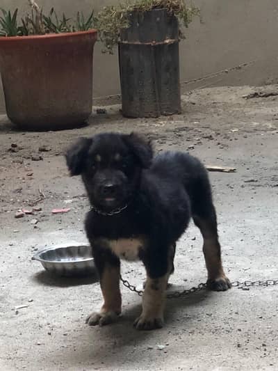 German shepherd puppy