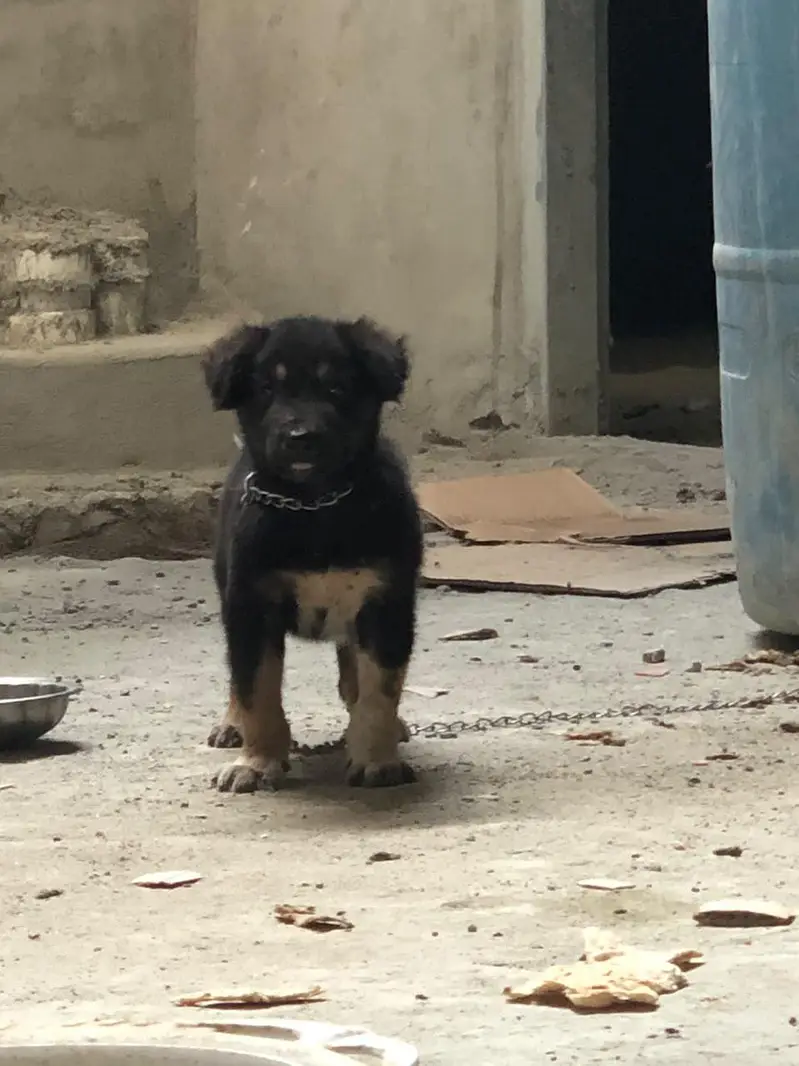 German shepherd puppy — photo 2