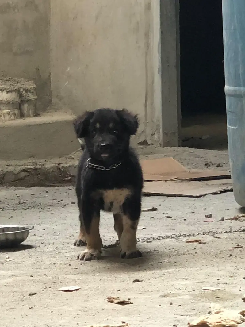 German shepherd puppy — photo 3