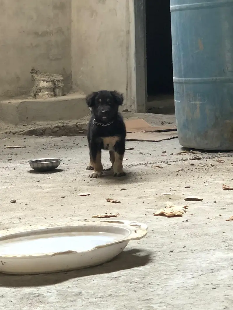German shepherd puppy — photo 4