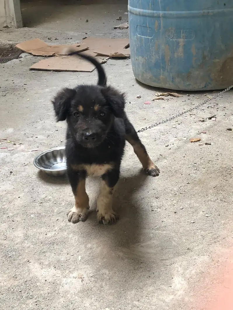 German shepherd puppy — photo 5