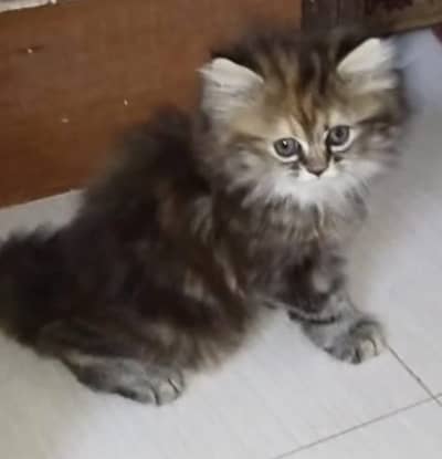 Persian kittens